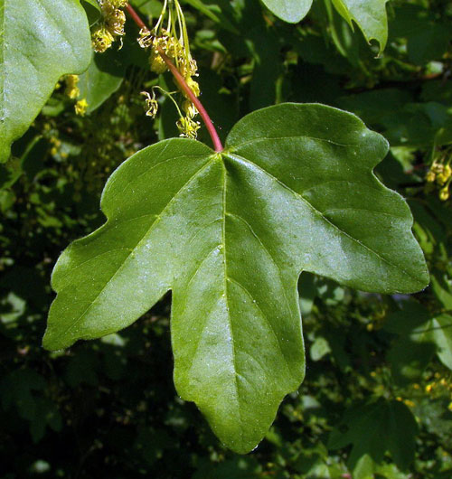 Hedge maple leaf