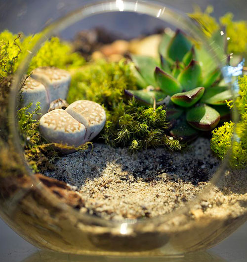 Round glass terrarium with plants