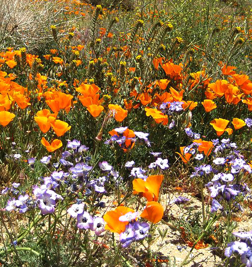 Wildflowers